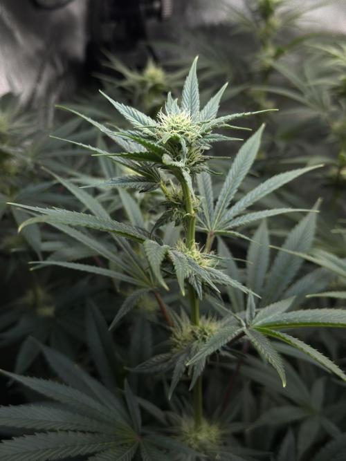 Jack Herer - A Flagship Hybrid. Week 11 - A Ups