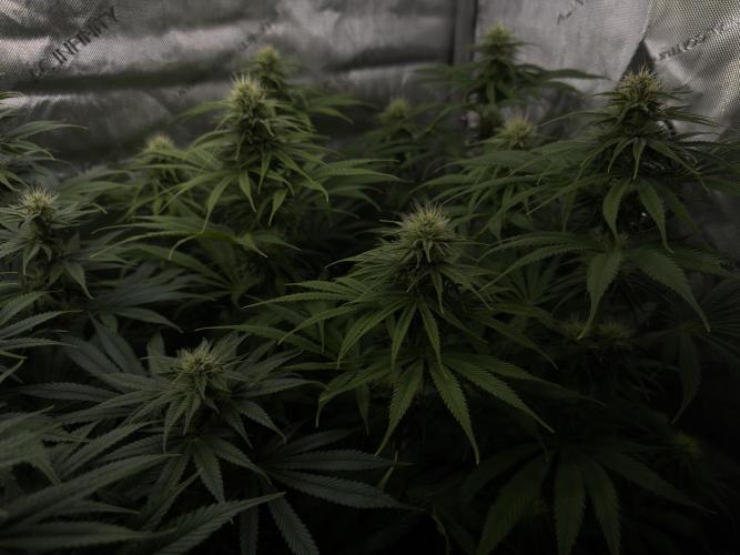 Jack Herer - A Flagship Hybrid. Week 11 - plant C