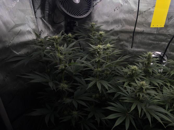 Jack Herer - A Flagship Hybrid. Week 11 - plant A