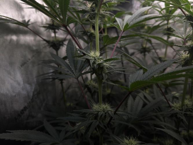Jack Herer - A Flagship Hybrid. Week 11 - A