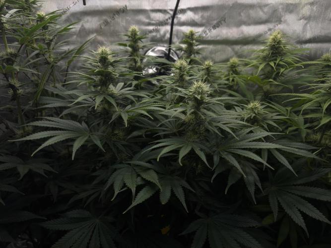 Jack Herer - A Flagship Hybrid. Week 11 - plant B
