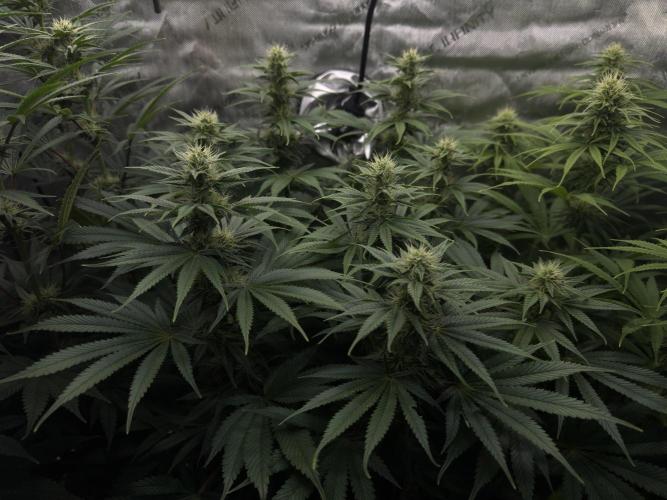 Jack Herer - A Flagship Hybrid. Week 11 - B