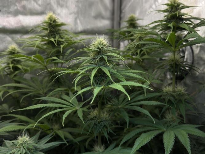 Jack Herer - A Flagship Hybrid. Week 11 - C