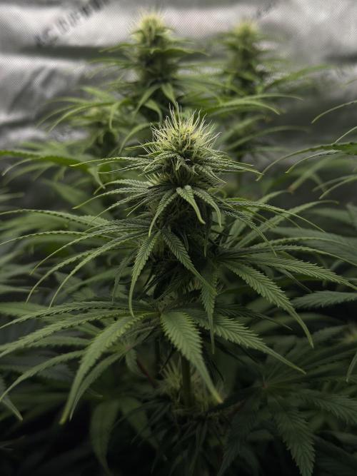 Jack Herer - A Flagship Hybrid. Week 11 - B