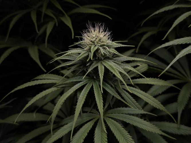 Jack Herer - A Flagship Hybrid. Week 11 - C
