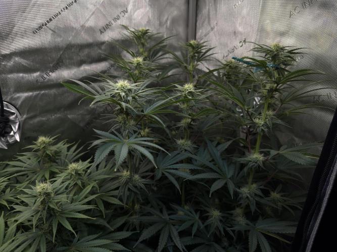 Jack Herer - A Flagship Hybrid. Week 11 - A on the other side for a few days 