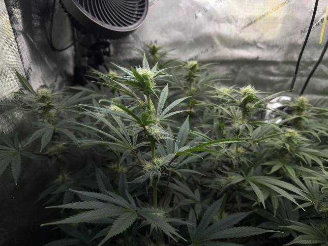 Jack Herer - A Flagship Hybrid. Week 11 - A