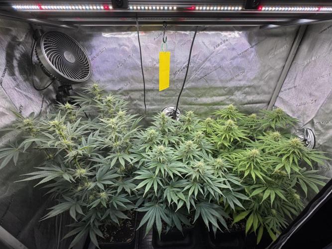 Jack Herer - A Flagship Hybrid. Week 11 - I put a second spacer under plant B / C needed more nutrients 