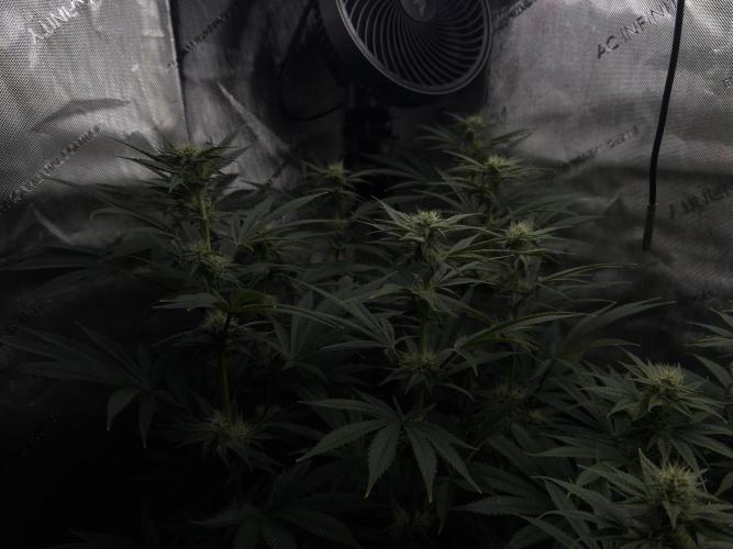 Jack Herer - A Flagship Hybrid. Week 11 - A