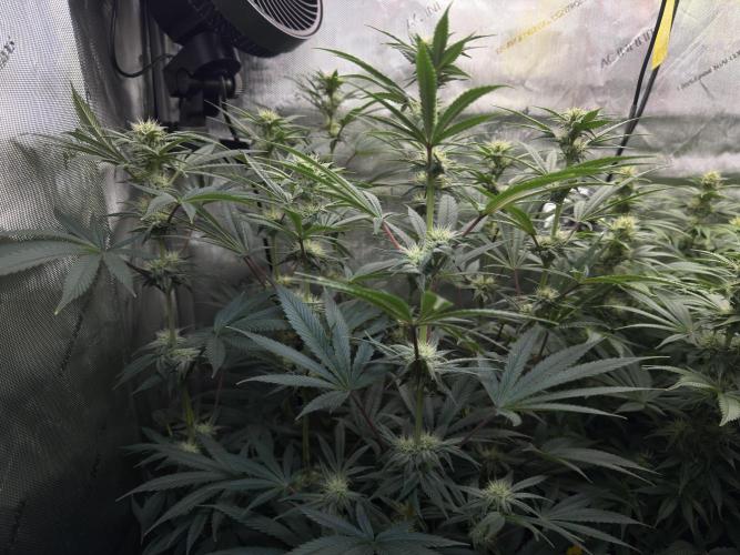 Jack Herer - A Flagship Hybrid. Week 11 - A