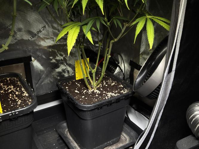 Jack Herer - A Flagship Hybrid. Week 11