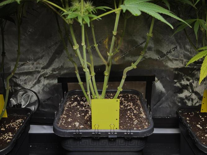 Jack Herer - A Flagship Hybrid. Week 11