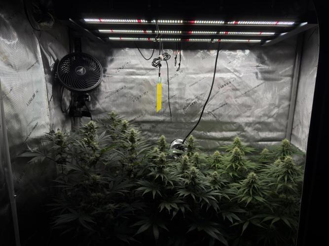 Jack Herer - A Flagship Hybrid. Week 12