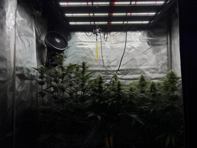 Jack Herer - A Flagship Hybrid. Week 12