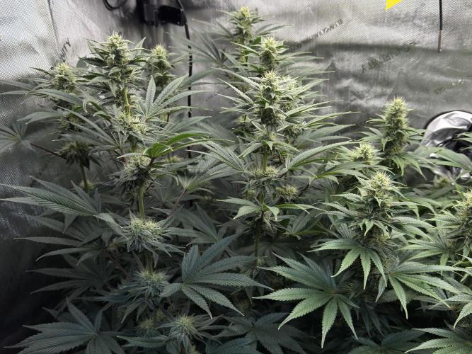 Jack Herer - A Flagship Hybrid. Week 12