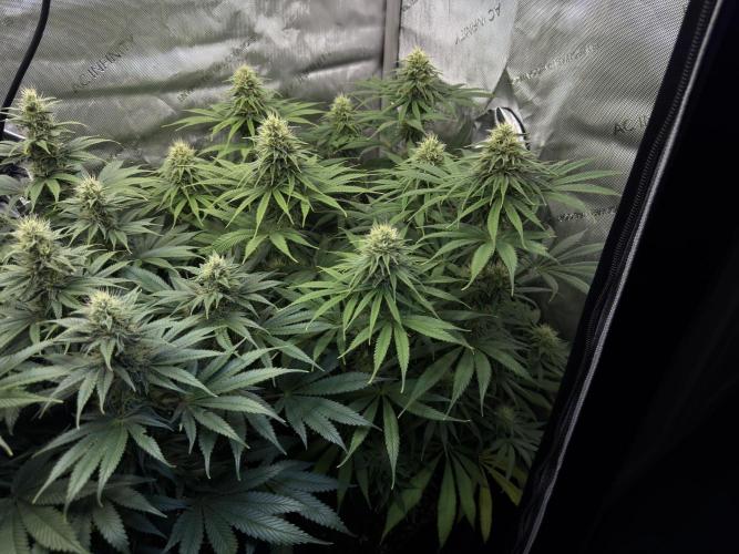 Jack Herer - A Flagship Hybrid. Week 12