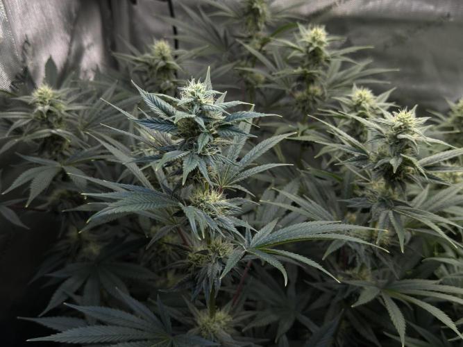 Jack Herer - A Flagship Hybrid. Week 12