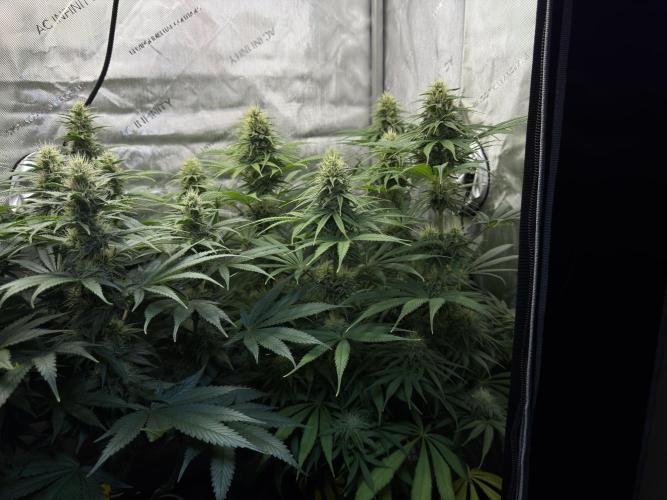 Jack Herer - A Flagship Hybrid. Week 12