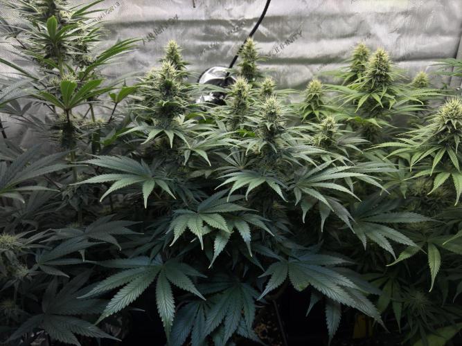 Jack Herer - A Flagship Hybrid. Week 12