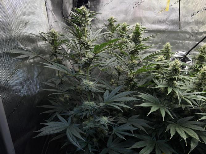 Jack Herer - A Flagship Hybrid. Week 12