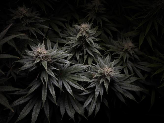 Jack Herer - A Flagship Hybrid. Week 12 - B