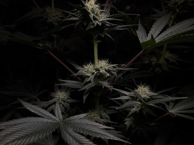 Jack Herer - A Flagship Hybrid. Week 12 - A