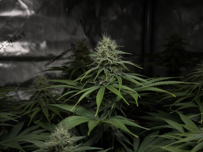 Jack Herer - A Flagship Hybrid. Week 12 - C