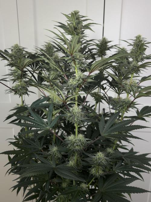 Jack Herer - A Flagship Hybrid. Week 13 - Plant A
