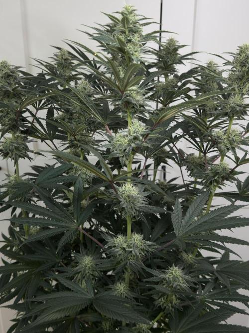 Jack Herer - A Flagship Hybrid. Week 13 - A