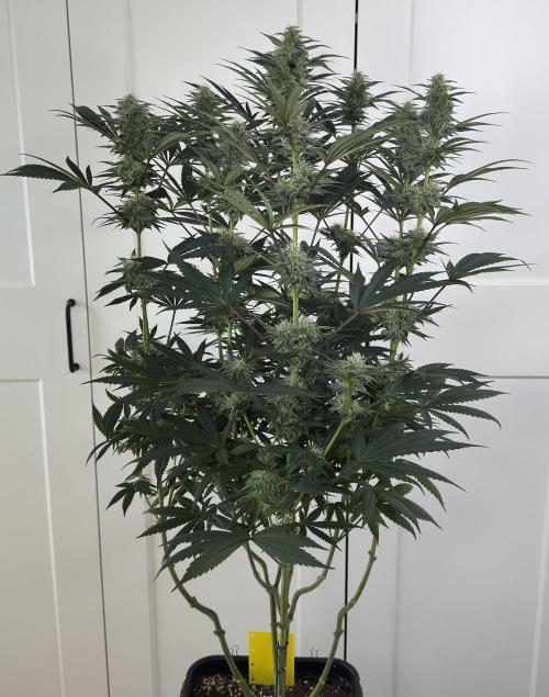 Jack Herer - A Flagship Hybrid. Week 13 - A