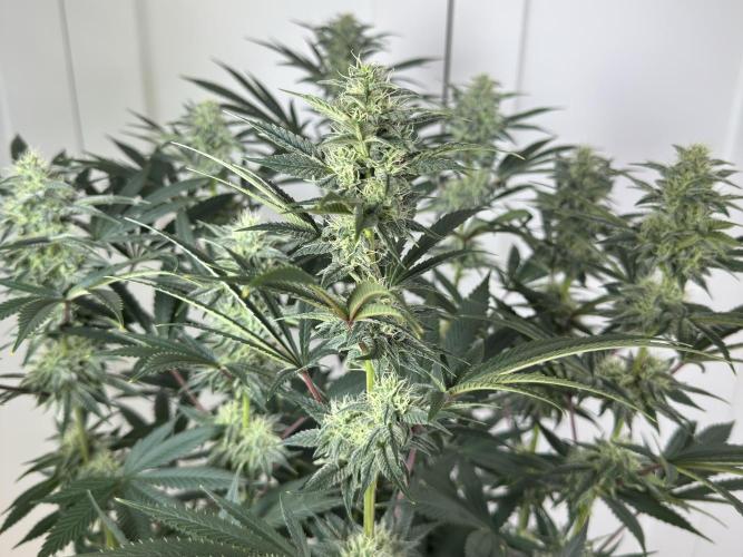 Jack Herer - A Flagship Hybrid. Week 13 - A