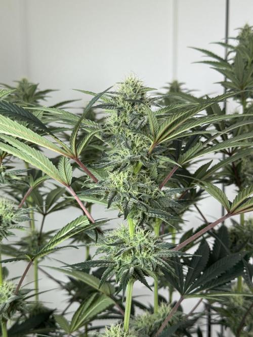 Jack Herer - A Flagship Hybrid. Week 13 - A