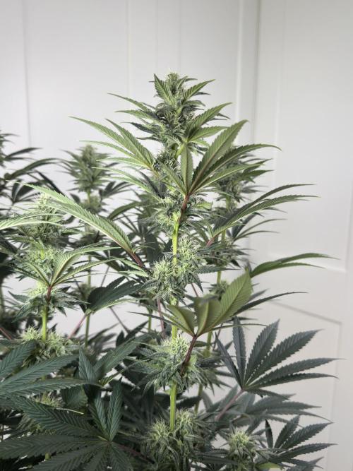 Jack Herer - A Flagship Hybrid. Week 13 - A