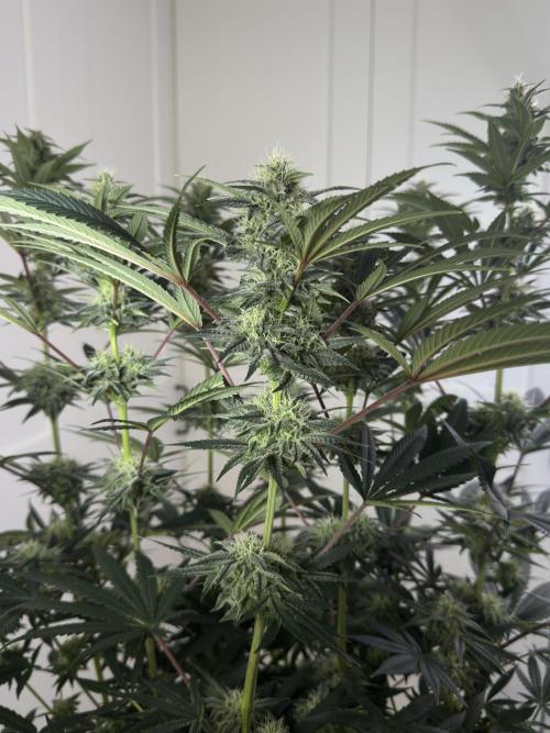 Jack Herer - A Flagship Hybrid. Week 13 - A