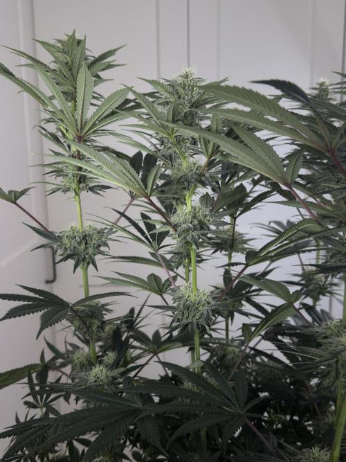 Jack Herer - A Flagship Hybrid. Week 13 - A