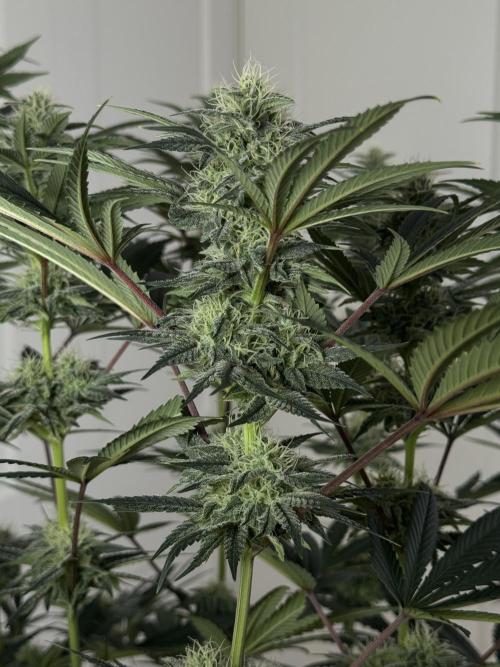 Jack Herer - A Flagship Hybrid. Week 13 - A