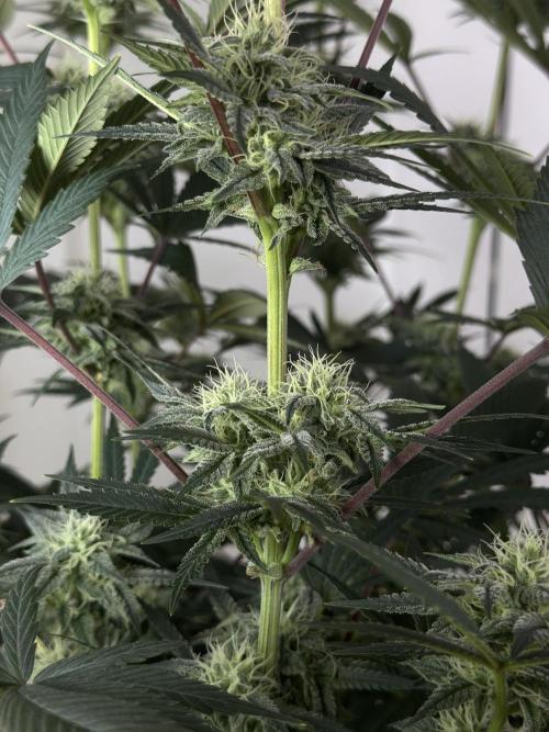Jack Herer - A Flagship Hybrid. Week 13 - A