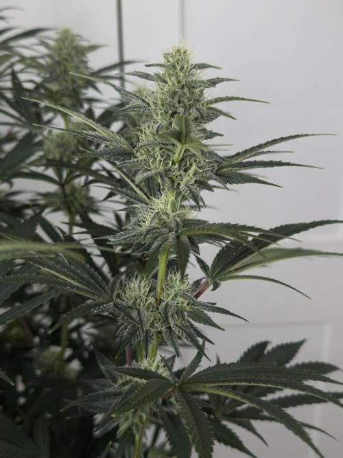 Jack Herer - A Flagship Hybrid. Week 13 - A