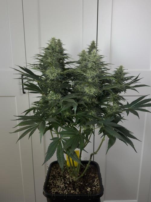 Jack Herer - A Flagship Hybrid. Week 13 - Plant B