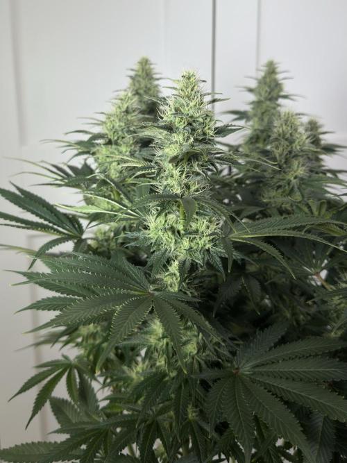 Jack Herer - A Flagship Hybrid. Week 13 - B