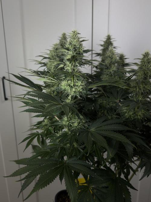 Jack Herer - A Flagship Hybrid. Week 13 - B