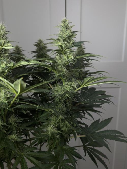 Jack Herer - A Flagship Hybrid. Week 13 - B