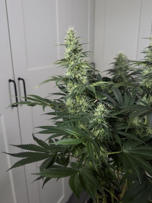 Jack Herer - A Flagship Hybrid. Week 13 - B