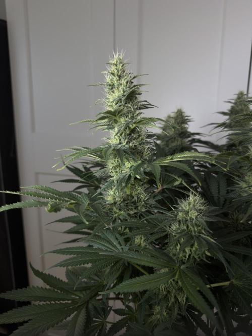 Jack Herer - A Flagship Hybrid. Week 13 - B