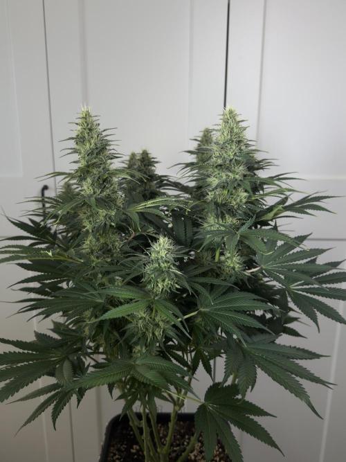 Jack Herer - A Flagship Hybrid. Week 13 - B