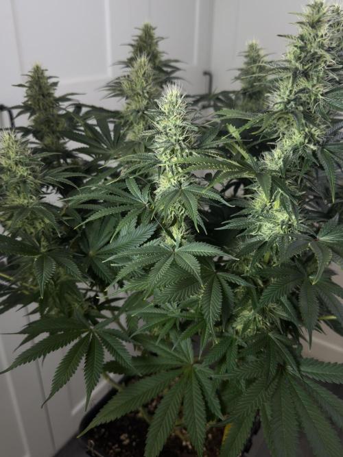 Jack Herer - A Flagship Hybrid. Week 13 - B