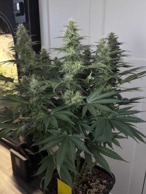 Jack Herer - A Flagship Hybrid. Week 13 - B