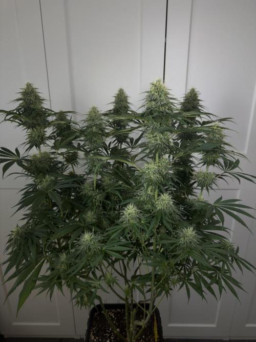 Jack Herer - A Flagship Hybrid. Week 13 - C