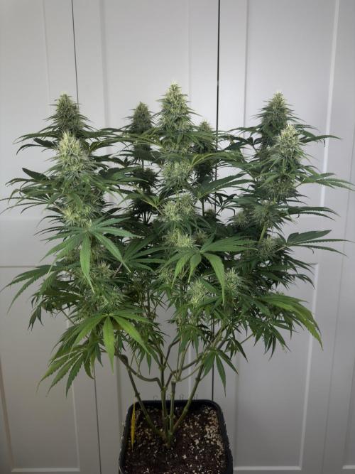 Jack Herer - A Flagship Hybrid. Week 13 - C