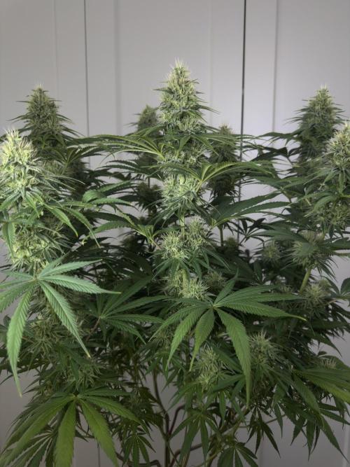 Jack Herer - A Flagship Hybrid. Week 13 - Plant C